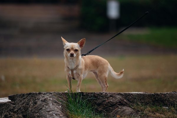 The impact of political changes on UK's environmental policies